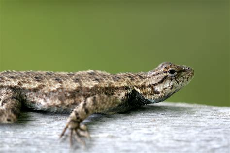 Eastern Fence Lizard photo - Bruce Cole photos at pbase.com