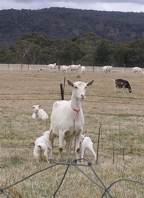 Baby goats - Signs of spring on the way - Jannei Goat Dairy