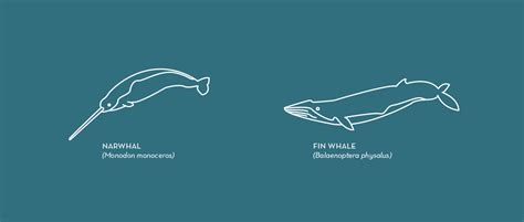 Whales Are Weird Free Line Art/Icon Set