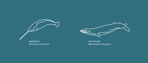 Whales Are Weird Free Line Art or Icon Set