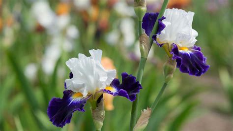 Bearded iris care and growing guide | Gardeningetc