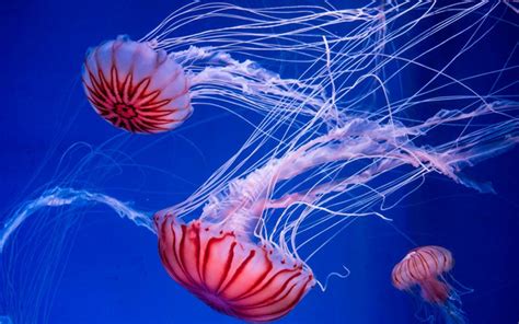 Jellyfish Sting: How to Properly Treat a Jellyfish Sting, No Peeing ...