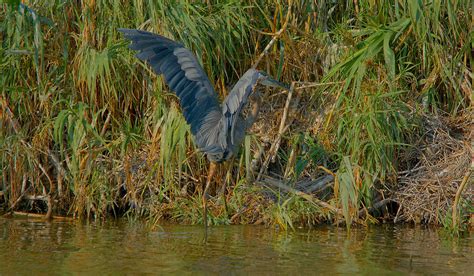 Great Blue Heron Hunting In The Lake Photograph by Roy Williams - Fine Art America