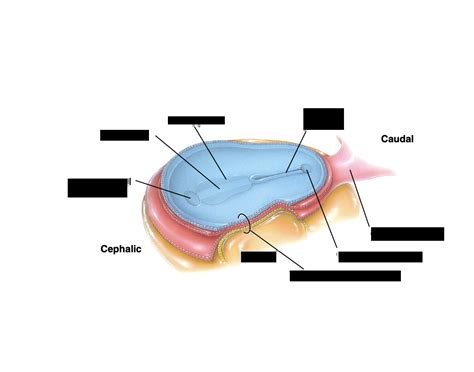 Formation of Notochord Quiz