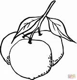 Coloriage  Oranges 16 Coloriages à Imprimer Gratuits sketch template