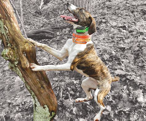 Cur vs. Feist: How Pick Your Next Squirrel Dog | Outdoor Life