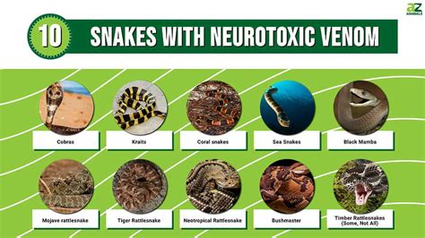 The Chemistry Of Snake Venom And Its Medicinal Potential, 45% OFF