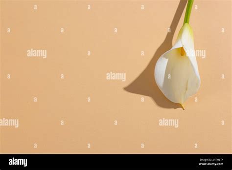 White kalia flower and copy space on orange background Stock Photo - Alamy