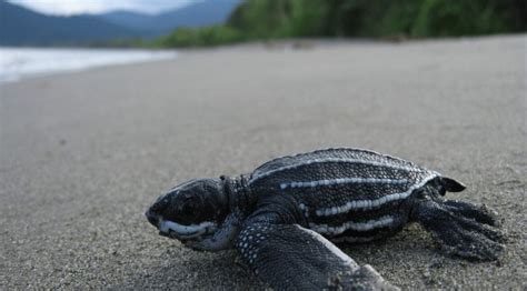 Playa Grande, Costa Rica: Guanacaste Lifestyle, Surf & Wildlife