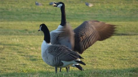 Canada Goose Honking :) - YouTube