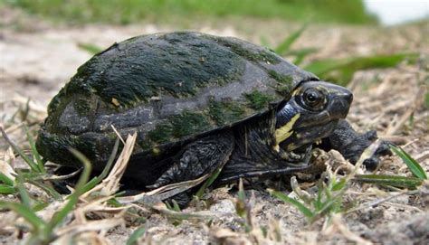 Mississippi Mud Turtle [Species Overview] - All Turtles