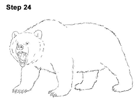 How to Draw a Grizzly Bear (Growling)