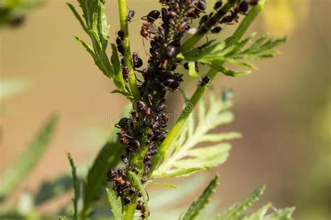 Ants and Aphids, Symbiosis, Insects on a Tansy Stalk Stock Photo - Image of flower, agriculture ...