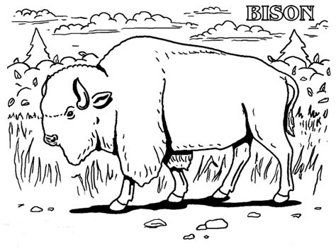 Buffalo Coloring Pages For Kids at GetColorings.com | Free printable ...