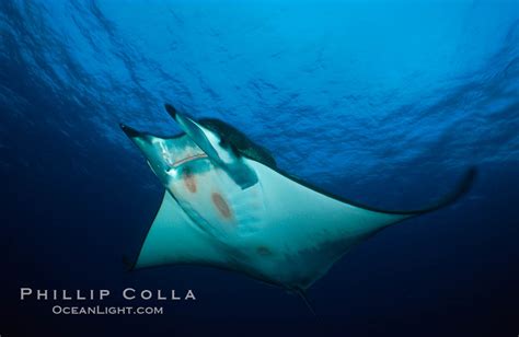 Mobula Ray Photo, Stock Photograph of a Mobula Ray, Mobula, #01996, Natural History Photography