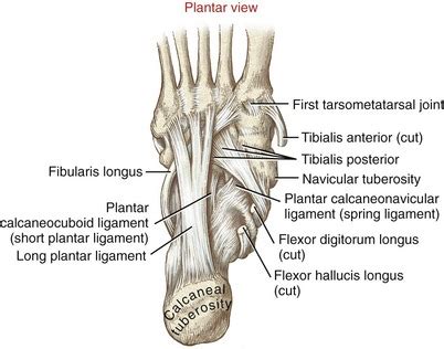 Long Plantar Ligament