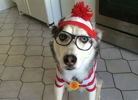 siberian husky halloween | Dog costumes, Really cute dogs, Dog ...