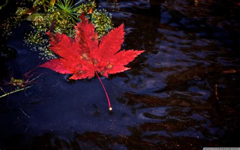 Red Leaf Fall Wallpapers - Wallpaper Cave