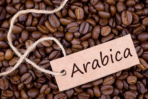 Tìm hiểu về cà phê arabica là gì