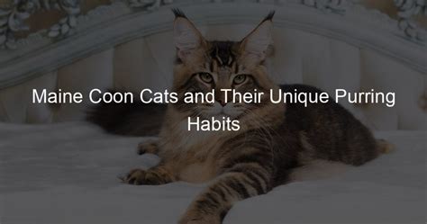 Maine Coon Cats and Their Unique Purring Habits - My Big Cats