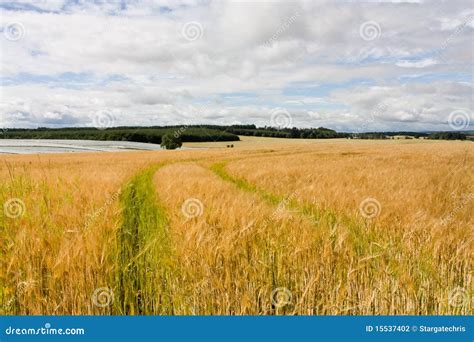 Scottish farming stock photo. Image of farming, nature - 15537402