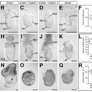 Expression of epiblast markers in wild-type, Cripto, and Cripto;... | Download Scientific Diagram