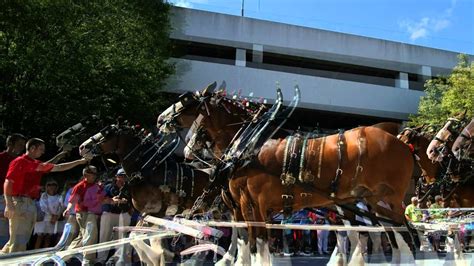 The Budweiser Clydesdale's - YouTube