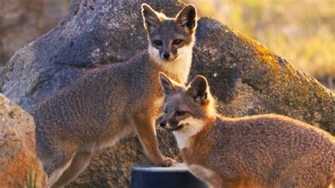 The Island Foxes That Threatened The Navy | Cities: Nature's New Wild | BBC Earth - YouTube