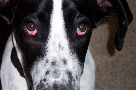 Cherry Eye in Dogs | What Causes Cherry Eye in Dogs? Treatment Plans