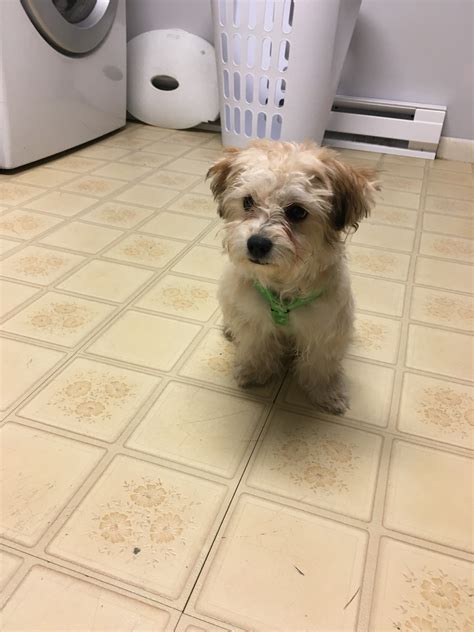 Shih-Poo Puppies For Sale | Lancaster, PA #316435