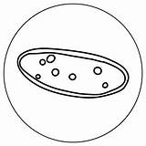 Online Coloring Protists  AMNH sketch template