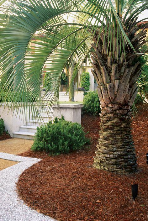 Top Uses of Palm Trees in Garden Design | Garden Design