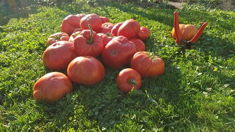 Tomato harvest continued - My Chilli Garden