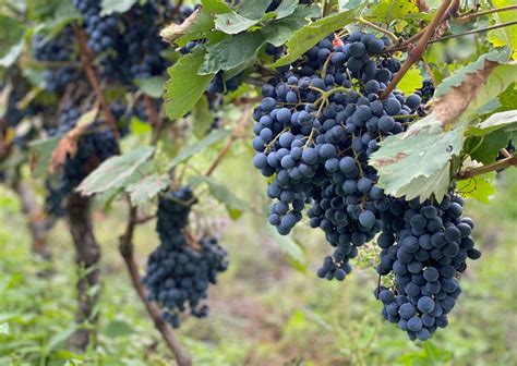 In the Footsteps of Georgian Wine - Visit Georgia | Tours in Georgia ...