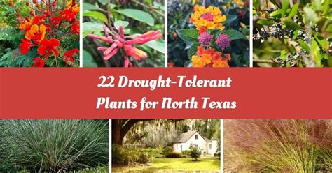 22 Best Drought-Tolerant Plants For North Texas: Flourish Without The ...