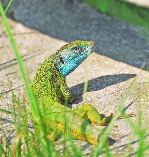 Green Lizard With Short Tail Stock Image - Image of natural, shadow: 19736289