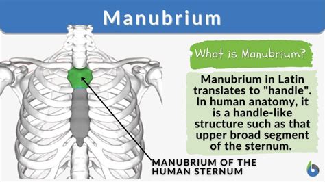 Manubrium - Definition and Examples - Biology Online Dictionary