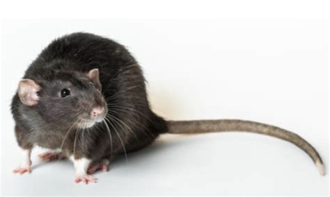 Rodent Control Perth | TMO Pest and Weed