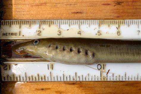 Arctic lamprey in Kuskokwim River