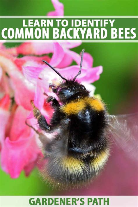 Ground and Wood Nesting Bees: Learn to Identify Common Backyard Species ...