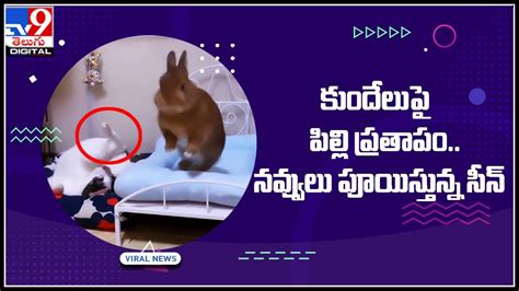 Cat-Rabbit Funny video: కుందేలుపై పిల్లి ప్రతాపం.. నెట్టింట నవ్వులు ...