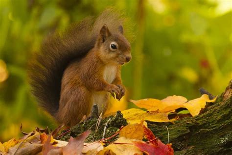 Red Squirrel with Autumn Colours by David Barnes on 500px | Red squirrel, Squirrel, Animals