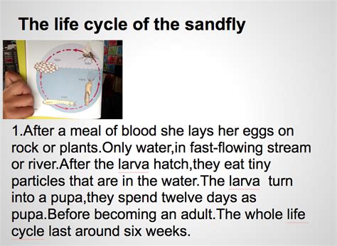 Doris : The life cycle of the sandflies