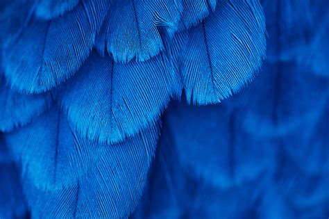 🔥 [30+] Blue Feather Wallpapers | WallpaperSafari