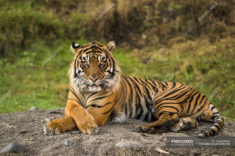 Sumatran Tiger ( panthera tigris sumatrae ) in captivity lying down and looking at the camera ...