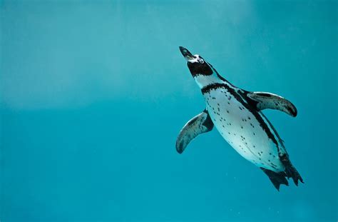 PENGUIN SPECIES | IUCN Penguin