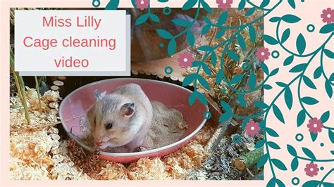 Hamster cage cleaning - YouTube