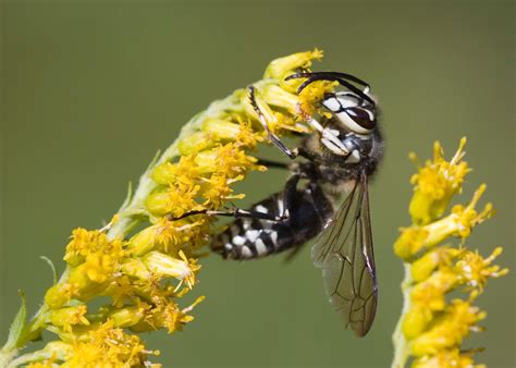 Bald-Faced Hornet Behavior 101