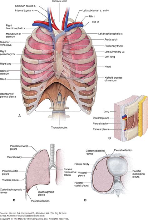 Lung Anatomy Pleura