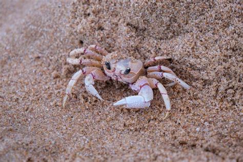 Red Crab · Free Stock Photo